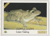 Cuban Tree Frog