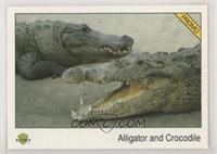 Alligator and Crocodile