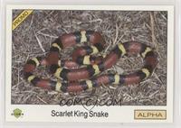 Scarlet King Snake [EX to NM]