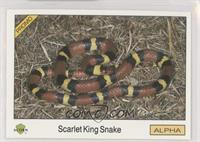 Scarlet King Snake