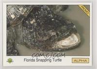 Florida Snapping Turtle