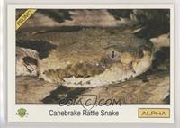 Canebreak Rattle Snake