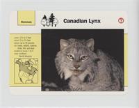 Canadian Lynx [Noted]