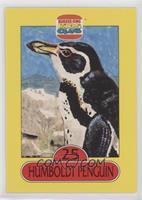 Humboldt Penguin