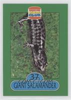 Giant Salamander