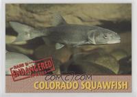 Colorado Squawfish #/5,000