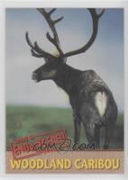 Woodland Caribou #/5,000