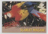 Scarlet Macaw #/5,000