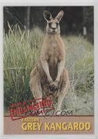 Eastern Grey Kangaroo #/5,000