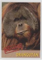 Orangutan #/5,000