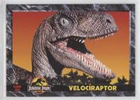 Velociraptor