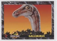 Gallimimus