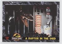 A Raptor in the Shed