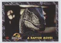 A Raptor Moves