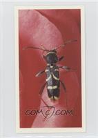 Wasp Beetle