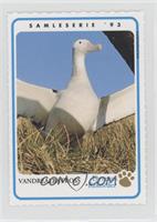 Wandering Albatross