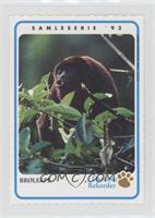 Howler Monkey