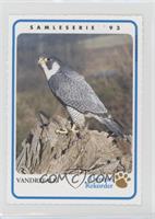 Peregrine Falcon