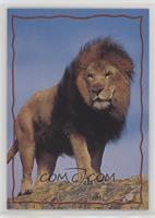 Animal Trivia Cards - The Lion