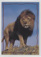 Animal Trivia Cards - The Lion