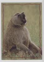 Animal Trivia Cards - The Baboon