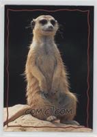 Animal Trivia Cards - The Meerkat