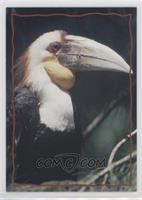 Animal Trivia Cards - The Hornbill