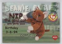 Birthday or Rookie - Nip the Golden Cat with White Paws [Noted]