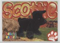 Scottie the Scottish Terrier