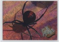 Red Back Spider