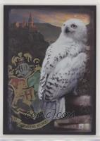 Hedwig