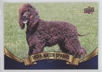 Irish Water Spaniel