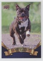 Staffordshire Bull Terrier