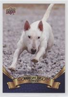 Miniature Bull Terrier