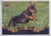 Miniature Pinscher