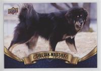 Tibetan Mastiff