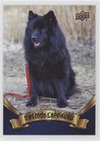 Swedish Lapphund