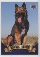 Belgian Tervuren