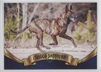 Dutch Shepherd