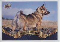 Swedish Vallhund