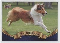 Collie