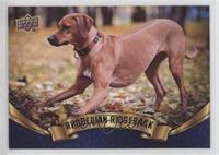 Rhodesian Ridgeback