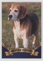 American Foxhound