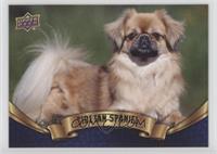 Tibetan Spaniel