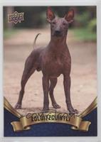 Xoloitzcuintli