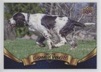 English Springer Spaniel