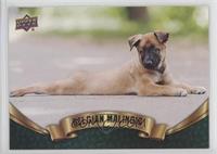 Puppy Variant - Belgian Malinois