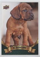 Puppy Variant - Bloodhound