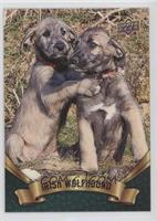 Puppy Variant - Irish Wolfhound