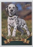 Puppy Variant - Dalmatian